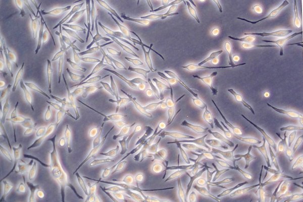 Кракен ссылка онион зеркало
