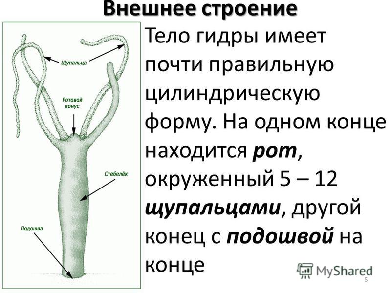 Модератор на кракене